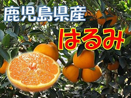 Amazon 鹿児島県産又は九州産 はるみ １箱 10ｋｇ サイズ混合 スター鹿児島 みかん 柑橘類 通販