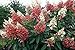 Pinky Winky Hydrangea Bush - Potted - Proven Winners - 4" Pot