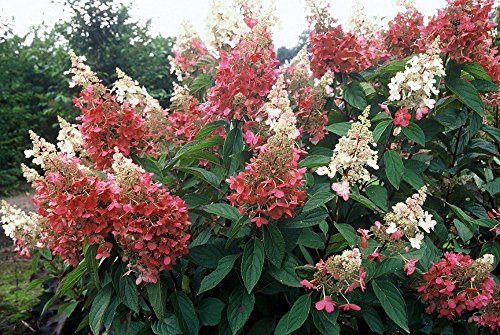 Pinky Winky Hydrangea Bush - Potted - Proven Winners - 4 Pinky Winky Hydrangea Bush - Potted - Proven Winners - 4