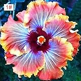 100pcs/Bag Beautiful Rainbow Color Hibiscus Flower Seed for Courtyard Balcony Potted Rare Giant Coralline Flower Seed(1#)