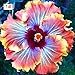 100pcs/Bag Beautiful Rainbow Color Hibiscus Flower Seed for Courtyard Balcony Potted Rare Giant Coralline Flower Seed(1#)