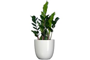 Plantsome Easy Care Tropicals | Zamioculcas in 6" Growers Container | ZZ Plant | Live Succulent Houseplant None