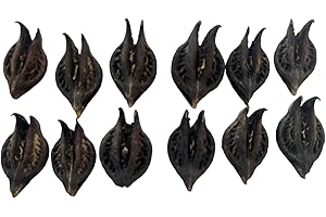 BHAVICREATION Evil Pod Devil Pod Bat Head Roots Singada