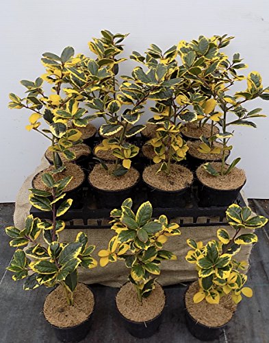 1 X Ilex Golden King Variegated Holly Winter Berries In A 1 Lt