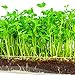Window Garden Microgreen Organic Pea Shoot 3 Pack Refill – Use with Grow n Serve Kit, Multi-Use 15” x 6” Planter Tray, Pre-measured Soil + Seed. Easy and Convenient, Sprout 3 Crops of Superfood Greens