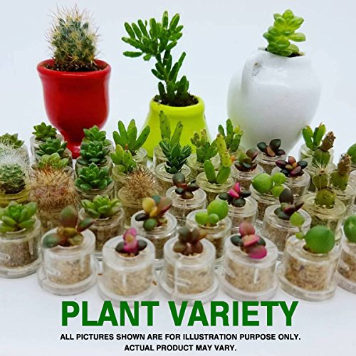 Apple Cactus Live Terrarium Plant Keychain Accessory