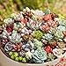 300seeds/pack Mix Succulent seeds lotus Lithops Pseudotruncatella Bonsai plants Seeds for home and garden Flower pots planters