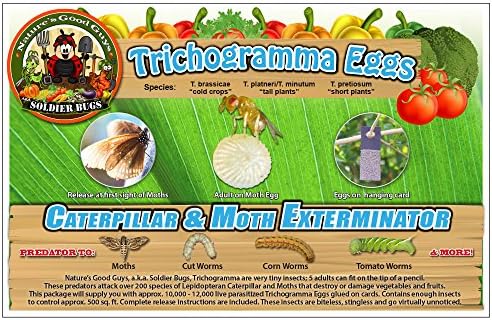 Bug Sales Caterpillar & Moth Exterminator- Trichogramma 30 Squares/ 100,000 Eggs