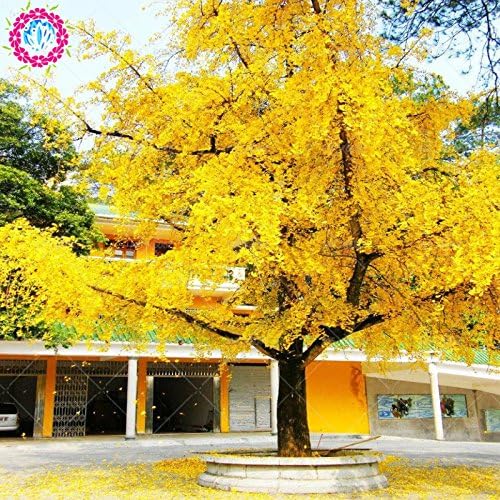 Otoño las hojas amarillas 5 pcs semillas de Ginkgo gingko biloba ...