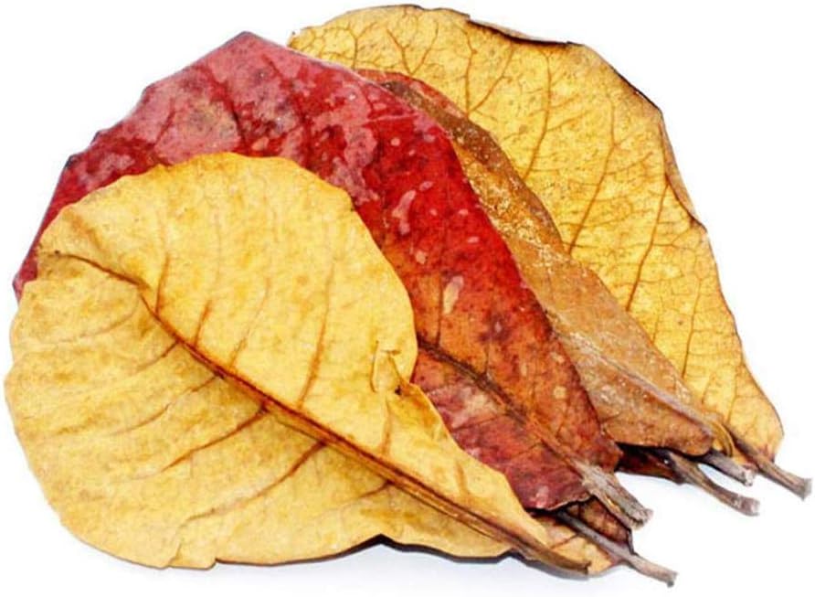 POFET 10pcs Catappa indian almond leaves ketapang leaf shrimp betta fish aquarium care Lower pH for Aquarium Fish Tank Use - Image 5