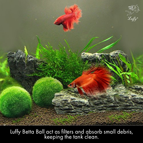 Luffy Betta Balls Live RoundShaped Marimo Plant Natural Toys for