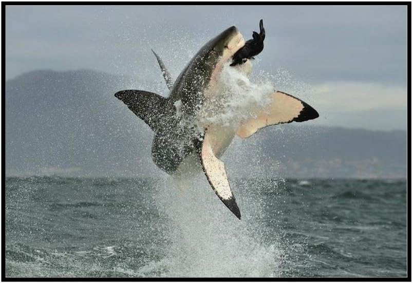 Great White Shark Breaching in an Attack A-9004317 (18x12 Framed Gallery Wrapped Stretched Canvas)