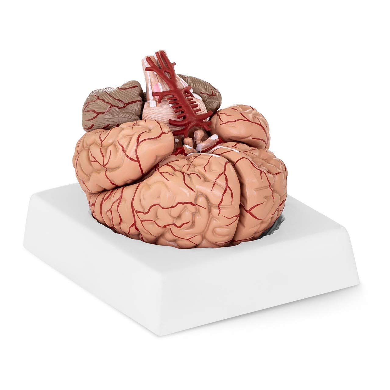 Buy Physa Human Brain Model Structural Anatomy Physiology Arteries