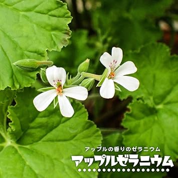 Amazon ハーブ 苗 アップルゼラニウム 3号ポット苗 花