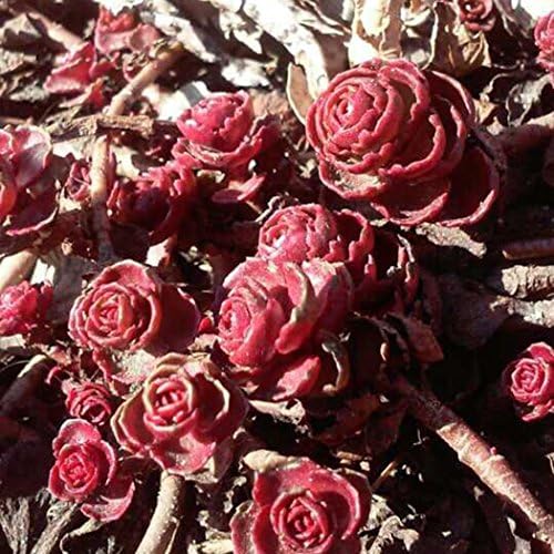 Dreamall 100pcs Seeds Succulent Flower Pseudotruncatella Living Stone Bonsai Mini P Cacti & Succulents