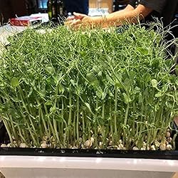 Bootstrap Farmer 1010 Trays 10 Pack Extra Strength