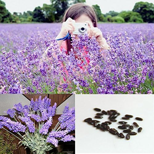 wonder4land 1 bag 20 Seeds Purple Lavender Seeds