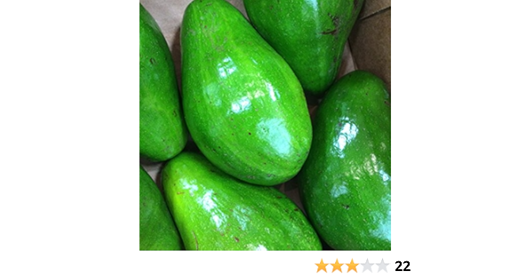 Amazon.com: Fresh Large Florida Avocados (3 Pack) : Grocery