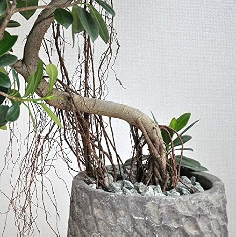 Amazon Land Plants 観葉植物 尖閣ガジュマル ３ｄカーブ デザインポットに植えた 曲がり樹形の 観葉植物 オンライン通販