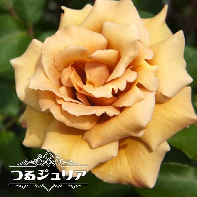 Amazon 店長おすすめ バラ苗 つるジュリア 3年生特大苗 つるバラ 茶色 バラ 苗 つるばら 薔薇 バラ苗木 花