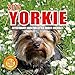 2017 Yorkie Calendar - - Affectionate and Fun Little Furry Animals - 12 X 12 Wall Calendar