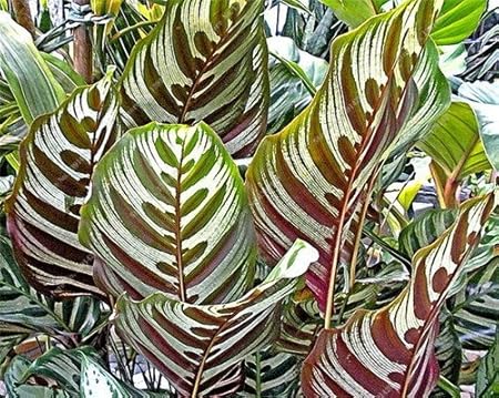 100 Pcs Calathea Samen Wie Monster Sementes De Flores Grunpflanze Bonsai Pot Bestes Geschenk Fur Gartenliebhaber Amazon De Garten