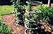 Clever Gardener Vertical Black Plant Cage, 18
