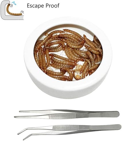 Amazon Com Adoggygo Worm Dish Reptile Mealworm Feeder Dish