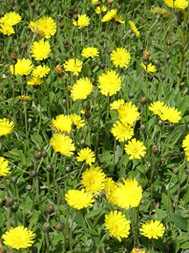 Pflanzensortiment Niedrige Blütenstauden für 4 m² – Bild 7