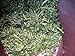 Organic Japanese Sencha Green Tea - First Flush Superlative A 100g (3.5oz)