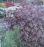 25 Organic Seeds - Cranberry/Edible Red Leaf