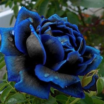 Murieo 20/50 Pcs Rare Bleu Floraison Minuit Rose Fleur Plante ...