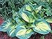 Dream Weaver Hosta - NEW - Quart Pot