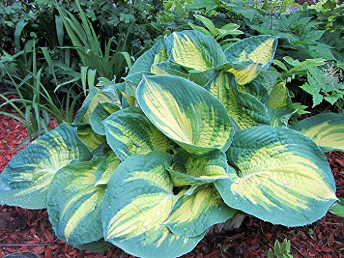Dream Weaver Hosta - NEW - Quart Pot Dream Weaver Hosta - NEW - Quart Pot