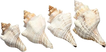 9 20 Cm Naturel Trompette Coquillage Conque Escargots Decoration