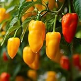 50+Lunchbox Sweet Snacking Pepper Seeds Mini Pepper Red Lunch Box Pepper