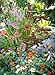 Echo Valley 4338T Dragonfly Pinwheel, 10.75 by 8.88 by 39-Inch