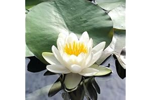 Mainam Mixed Colorful Hardy Water Lily Tuber Live Aquarium Plant for Freshwater Fish Pond Balcony Buy 2 GET Fertilizer Free (White Nymphaea Denver)
