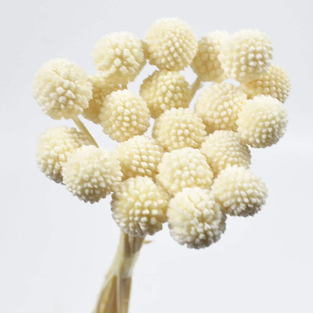 MLSG 20 Stems/Pcs Dried Natural Craspedia Flowers,Billy Button Balls,19.7"-21.7'' Tall (White)