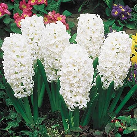 FernsFly IMP. Hyacinth Aromatic Charming Flower Bulbs Winter Flower Home Pot / Land Gardening Bulbs Blooming planting (Pack of 1 Carnrgie Hyacinth)