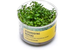 Ultum Nature Systems Staurogyne Repens Tissue Culture Live Plant for Aquarium, Aquascape, Freshwater Fish Tanks - 100% Snail Free in Vitro