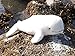Beluga Whale Plush Toy Animal - 16