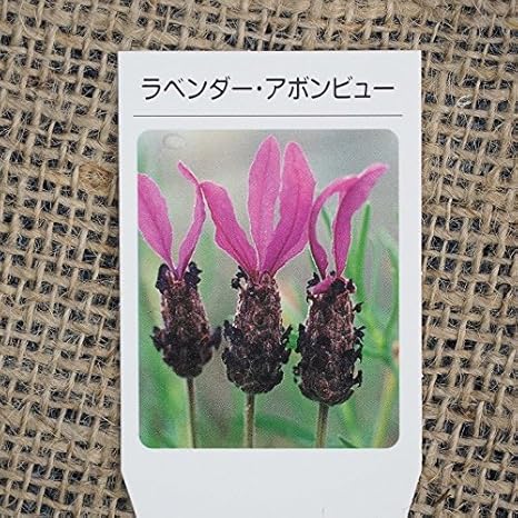 Amazon ラベンダー ハーブ 苗 アボンビュー ストエカス系 3号ポット苗 植木 Amazon ラベンダー ハーブ 苗 アボンビュー ストエカス系 3号ポット苗 植木