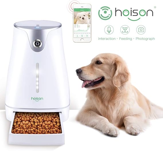 bernese mountain mixed golden retriever