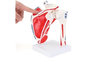 RONTEN Human Shoulder Joint Model, Life Size Flexible Anatomically Accurate Shoulder Skeleton Model, Muscle Origin & Insertions Painted