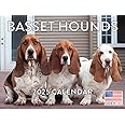 Basset Hound Calendar 2025 Monthly Wall Calender 12 Month | American Made In The USA