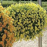DIVCHI 14 Inch Indoor Outdoor Hanging Basket Set of 4 view 8