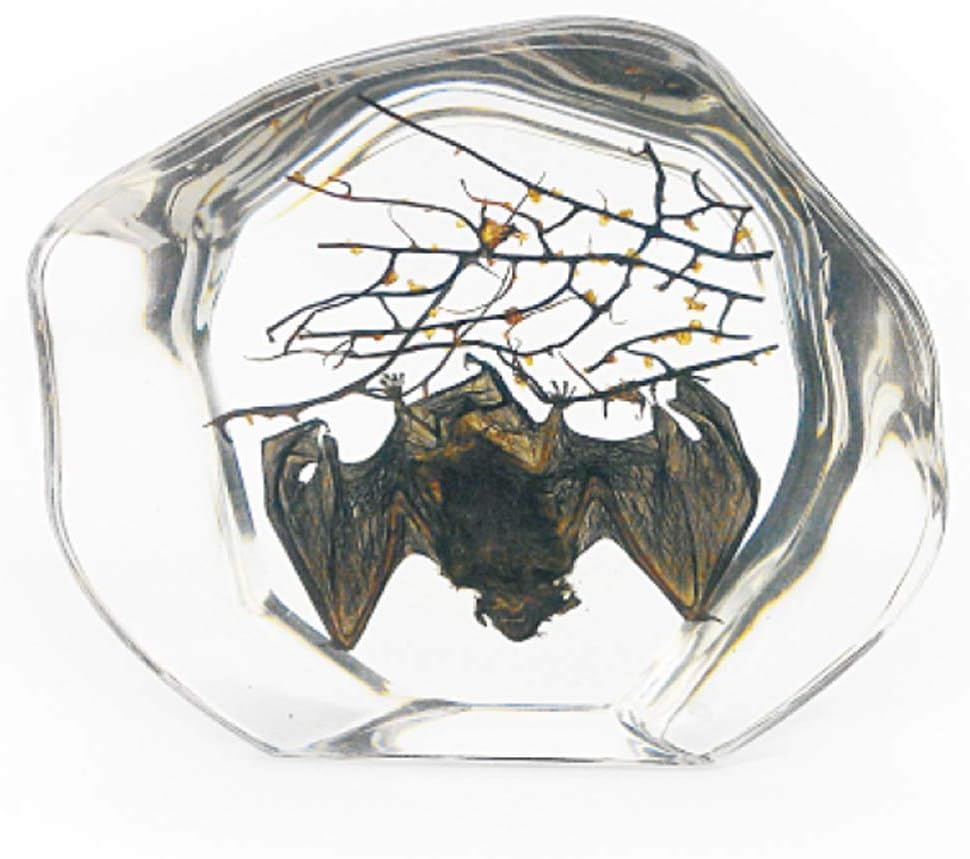 Real Bat in Acrylic Block - Small