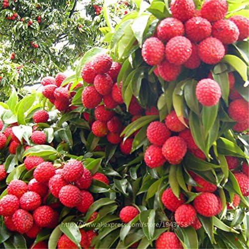 Creative Farmer Fruit Seeds Sweet Lychee Subtropical Seasonal Fruit Fresh Seeds Garden Fruti Bonsai Suitable Rare Exotic Seeds Seeds Kitchen Garden Seeds Pack