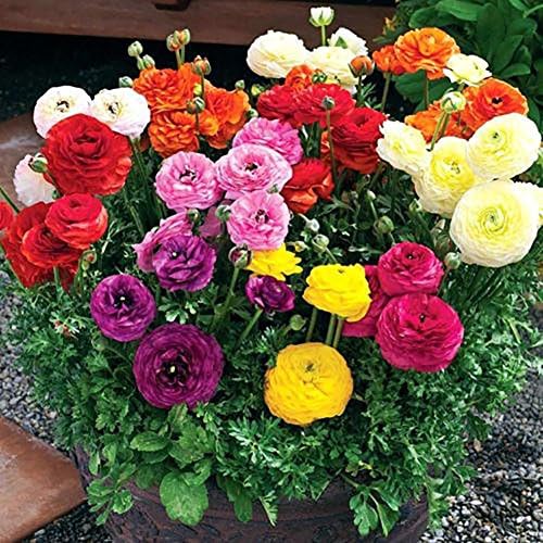 Tangbasi 50Pcs Flower Seeds for Pots, Perennial Ranunculus Asiaticus Seeds Garden Yard Planting